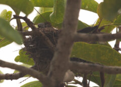 Reprodução de bicudo na natureza marca avanço na conservação da ave em Minas Gerais