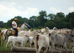 Trabalho autônomo comprovado no regime semiaberto autoriza remição de pena