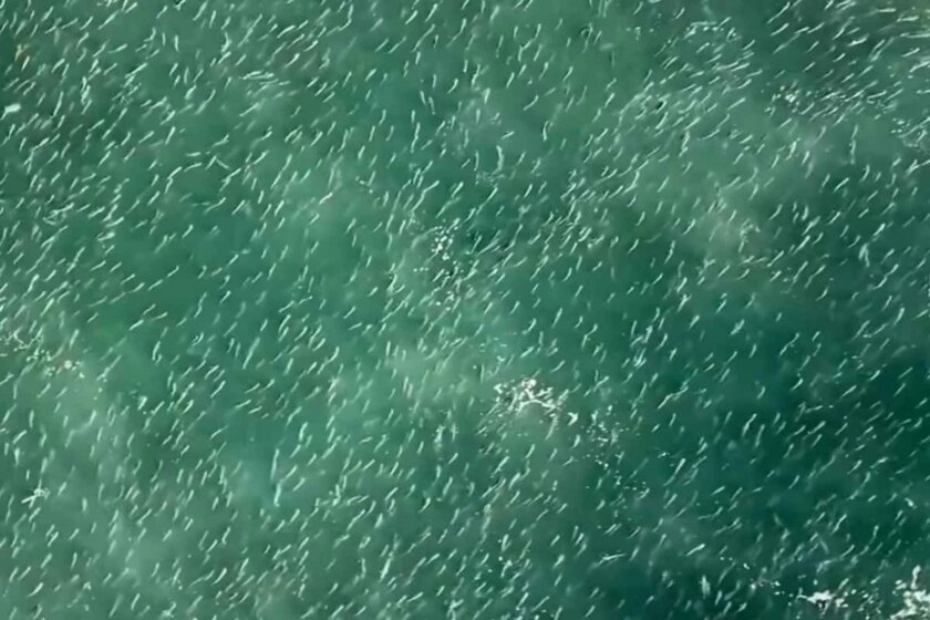 A imagem atual não possui texto alternativo. O nome do arquivo é: cardume-de-tainhas-de-mais-de-2-km-e-visto-em-praias-de-santa-catarina.jpg