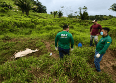Idaf realiza vigilância sanitária em propriedades rurais de Tarauacá após registros de mortalidade bovina