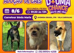 Evento de adoção de cães do Canil Municipal de Sorocaba acontecerá no Carrefour Sônia Maria nesta segunda-feira (8)