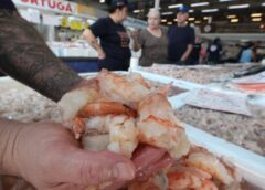 Mercado de Peixes de Santos promove festival com camarão a partir de R$ 29,99
