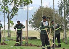 Plantio de mais de 250 árvores em Santos fortalece ações contra as mudanças climáticas