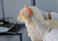 Consultório Veterinário Móvel estará na Vila Mineirão na próxima semana