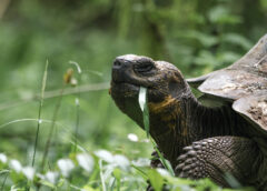 Animal silvestre adaptado a ambiente doméstico não precisa ser devolvido à natureza