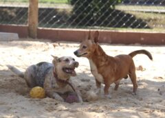 Prefeitura de Sorocaba abre inscrições para Plano Preventivo de Cremação Pet gratuito