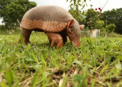 Prefeitura promove ação de conscientização ambiental em comemoração ao Dia do Tatu-Canastra