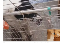 Polícia Civil indica donos de creche pet  por suspeita de maus-tratos a cães