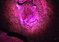 Inscrições para Visitas Monitoradas Noturnas no Zoo serão realizadas nesta quinta-feira (10)