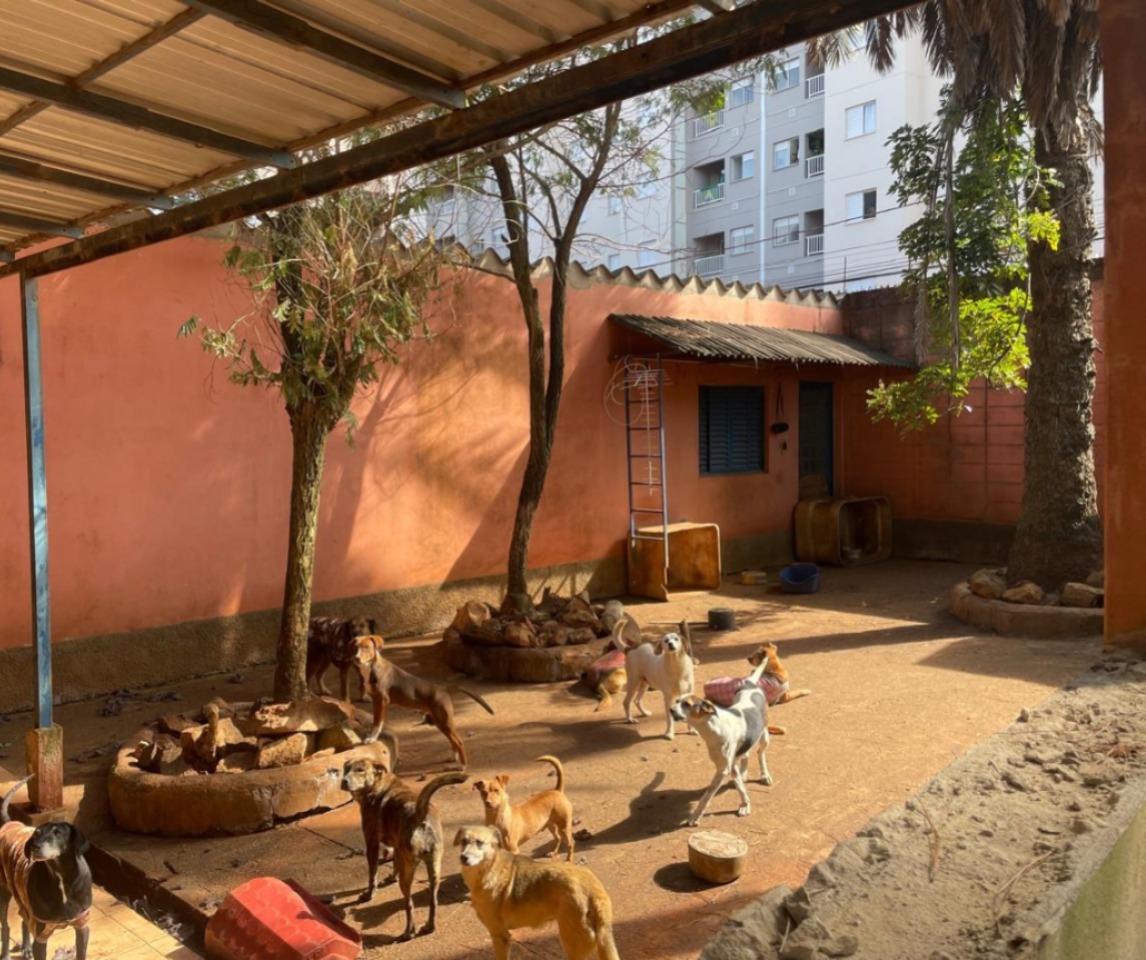 Multinacional mobiliza voluntários para reformar abrigo de cães abandonados em Sorocaba