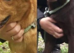 ‘Caramelo’s Day’ em Santos incentiva adoção de cães