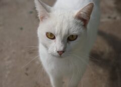 Prefeitura de Sorocaba abre inscrições para castração gratuita de cães e gatos no mês de outubro
