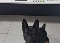 Cão farejador da GCM localiza mais de 200 porções de drogas no Parque São Bento
