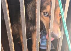 REINCIDÊNCIA CRUEL EM MARÍLIA: Homem é preso por maus-tratos a animais pela segunda vez e indigna população