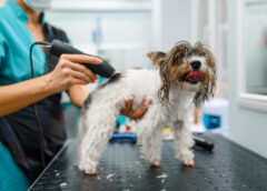 Clínica veterinária é responsável por morte de cachorro durante banho